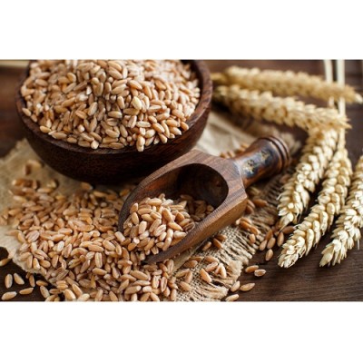 We are known as largest Wheat Grain Supplier in Karnal We are known as largest Wheat Grain Supplier in Karnal